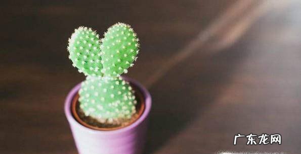 怎么养殖仙人掌仙人球如何才能养好