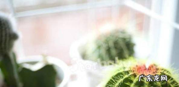 怎么养殖仙人掌仙人球如何才能养好