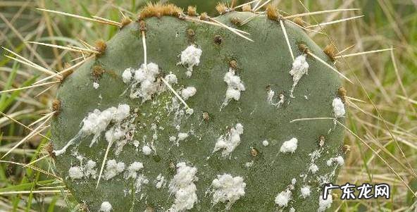 怎么养殖仙人掌仙人球如何才能养好