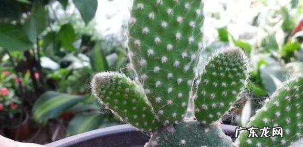 怎么养殖仙人掌仙人球如何才能养好