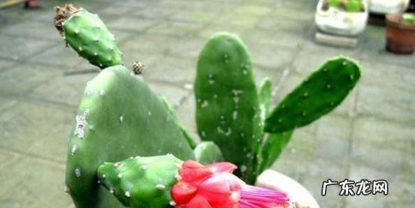 怎么养殖仙人掌仙人球如何才能养好