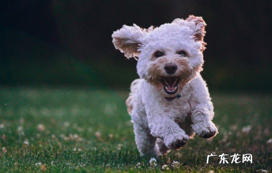 狗狗发抖什么原因有哪些 狗狗发抖是什么原因引起的