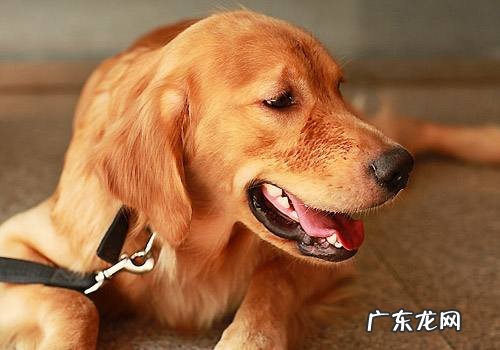 狗对人类的忠诚的句子 狗对人类的忠诚