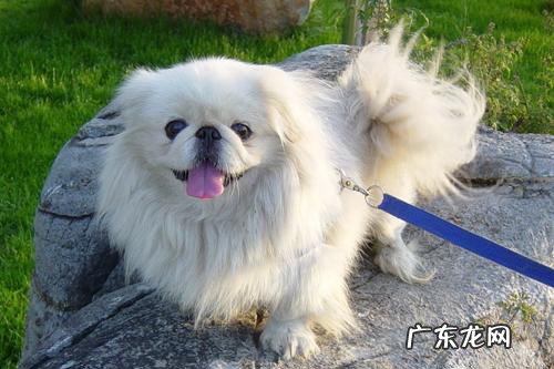 白色的小型犬有哪些品种 小型犬有哪些品种