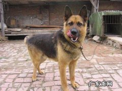狼狗是德牧犬吗 农村大狼狗都是德牧吗