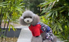 什么宠物干净好养 什么狗狗干净好养