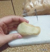羊毛毡旅行青蛙蜗牛