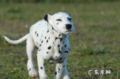 麦町犬为什么不能养 大麦町犬为何养的人少