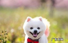 宠物狗俊介多少钱一只 俊介狗狗多少钱一只