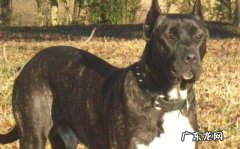 比特犬一般多少钱一条谁知道 比特犬一般一只多少钱