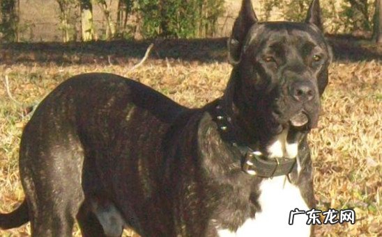 比特犬一般多少钱一条谁知道 比特犬一般一只多少钱