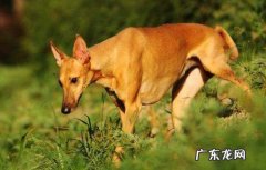 法老王猎犬出售 法老王猎犬一般多少钱一只