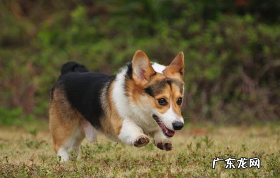 三色柯基犬图片 三色柯基犬多少钱一只