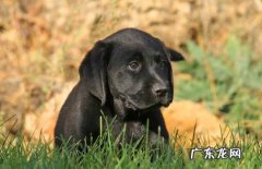 黑色拉布拉多成年犬多少钱 黑色拉布拉多犬多少钱一只