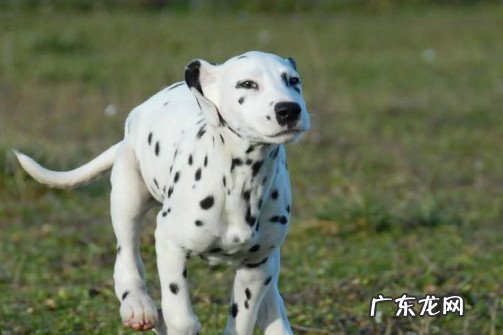 斑点狗图片大全 纯种斑点狗多少钱一只