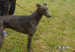 灵缇犬图片介绍与价格 幼年灵缇犬多少钱一只