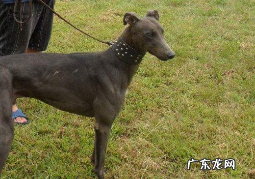 灵缇犬图片介绍与价格 幼年灵缇犬多少钱一只