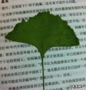 如何用银杏叶自制书签