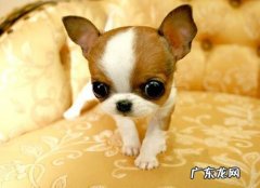 长不大的狗有哪些品种? 长不大的狗有哪些品种