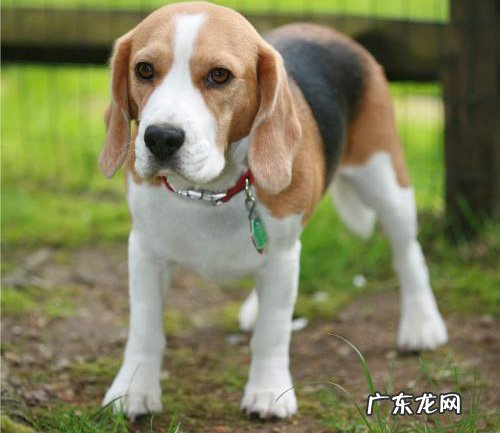 大耳朵的狗有哪些 大耳朵狗的品种叫什么