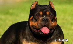 恶霸犬适合家养吗 恶霸犬适合城市养吗