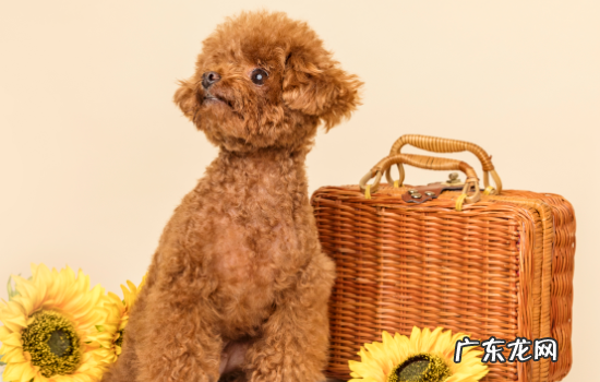 狗狗不吃狗粮是什么原因 狗不吃狗粮是什么原因