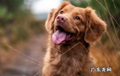 训练狗狗定点拉屎撒尿的方法 怎么教狗狗定点排便排尿