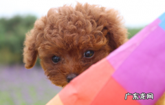 幼犬冬天可以开空调吗 两个月的幼犬可以吹空调吗