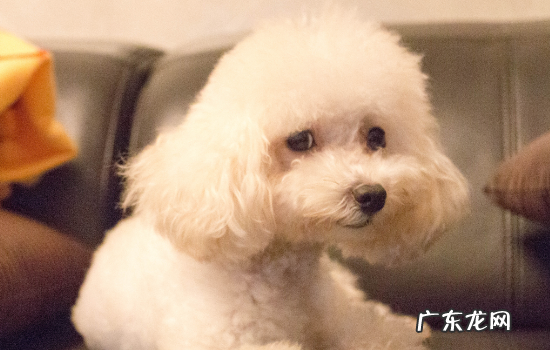 狗狗受伤伤口溃烂用阿莫西林可以吗 狗狗伤口能外敷阿莫西林吗