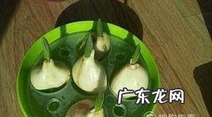 郁金香的水培方法
