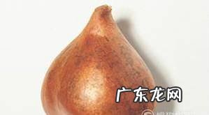 郁金香的水培方法