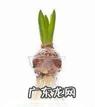郁金香的水培方法