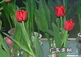 郁金香的水培方法