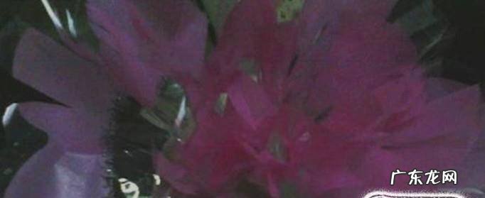 圣诞苹果的包装方法