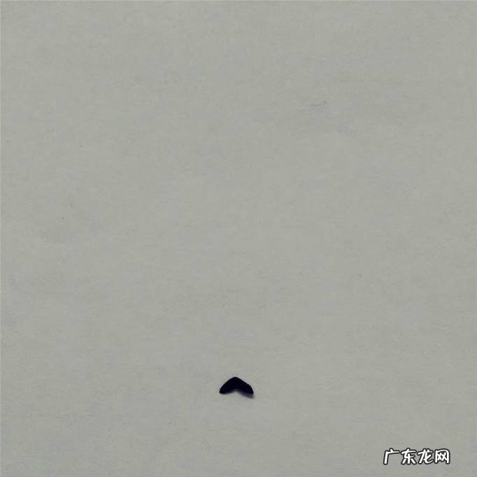 彩泥小狗的做法