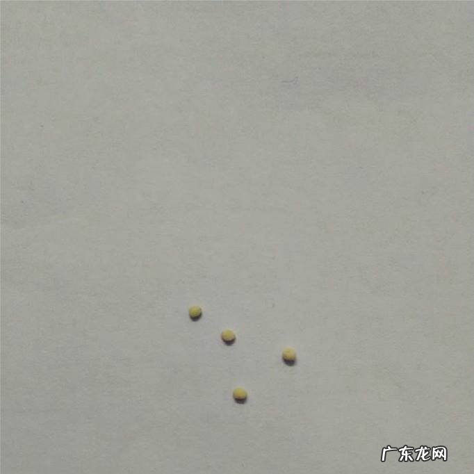 彩泥小狗的做法