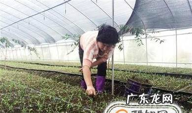 白芨如何种植长得快中药白芨种植怎么长得快