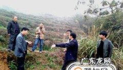 白芨如何种植长得快中药白芨种植怎么长得快