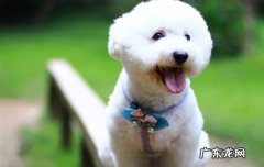 狗狗喝绿豆汤能降火吗 狗狗夏天可以喝绿豆汤吗