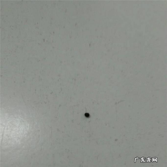 幼儿园手工太空泥橡皮泥小鱼制作教程