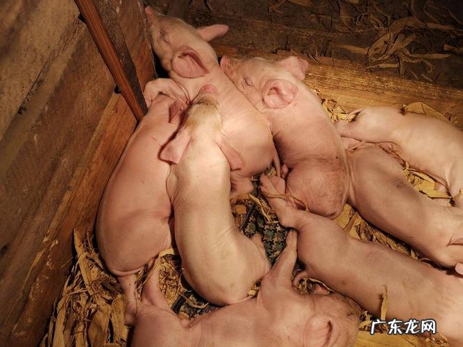 小猪仔多少钱一只?小猪仔价格是多少?
