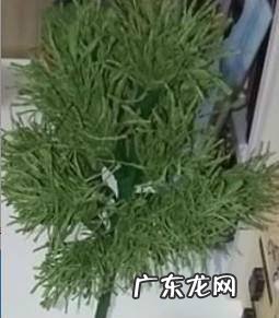 DIY手工制作圣诞树