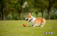 狗蜱虫用什么药杀死超可信 选择 狗蜱虫最怕什么药