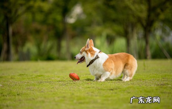 狗蜱虫用什么药杀死超可信 选择 狗蜱虫最怕什么药