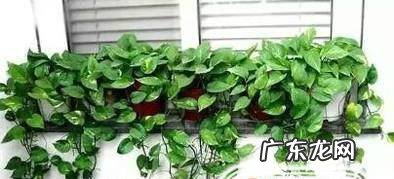 怎么养好绿萝