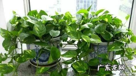 怎么养好绿萝