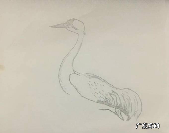儿童画丹顶鹤怎么画