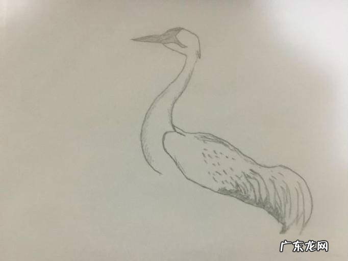 儿童画丹顶鹤怎么画