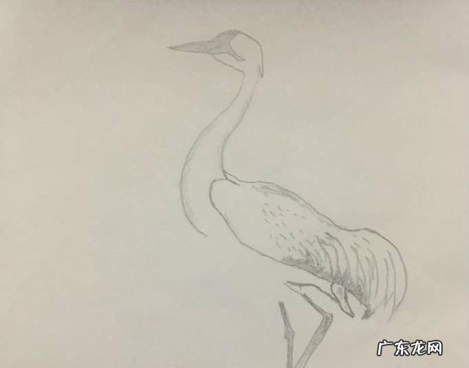 儿童画丹顶鹤怎么画