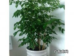 绿萝冬天怎么养绿萝冬天怎么养不会死